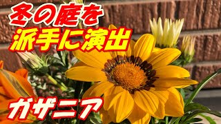 ガザニアの植え付け [upl. by Aimek]