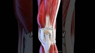 Fix Your Knee Pain DOCTOR EXPLAINS [upl. by Ennaitak]