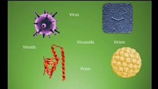 Difference among Virus Virion Viroid Virusoids and Prions  Microorganisms  🤔🤔 [upl. by Lorena]