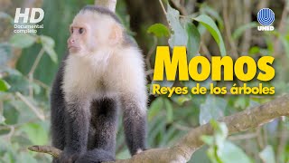 Monos de Costa Rica Reyes de los árboles [upl. by Vinay]