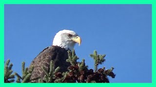 ZOOM IN ON MATURE BALD EAGLE as he listens to calls of Canada Geese in the background [upl. by Geanine782]