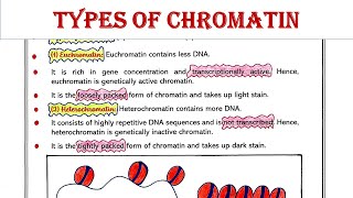 Types of chromatin  Euchromatin  Heterochromatin [upl. by Esirehc]