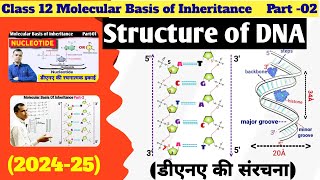 double helix model of DNA  structure of DNA  molecular basis of inheritance [upl. by Viafore]