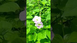 Cute Flowers  Chinese Violets [upl. by Eirb]