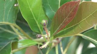 Growing Avocados in Zone 9b [upl. by Hambley843]