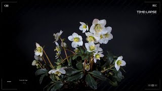 Hellebore  How it blooms and grows  Time lapse [upl. by Etiragram]