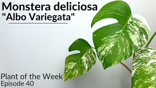 How To Care For Variegated Monstera Monstera deliciosa quotAlbo Variegataquot  Plant Of The Week Ep 40 [upl. by Ennoira]