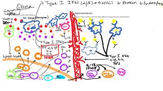 Cytokine Storm [upl. by Johann]