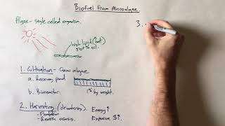 Biodiesel from microalgae [upl. by Elsa]