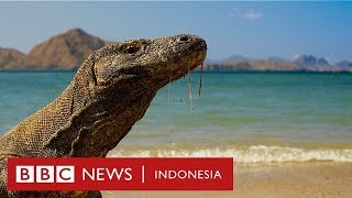 Haruskah Pulau Komodo ditutup dan dibiarkan tanpa manusia  BBC News Indonesia [upl. by Sihtnyc379]