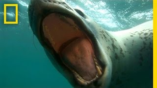 Diver Encounters Deadly 13Foot Leopard Seal  National Geographic [upl. by Airlie]