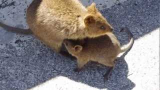 Quokka with baby [upl. by Daeriam541]