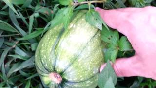 Pumpkins Growing Along With Weeds And Grass  quotDo Nothing Farmingquot  Fukuoka Style [upl. by Acinhoj]