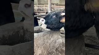 KÜKREYEN BOĞA farm shortvideo animals ciftlik automobile farmanimals ciftci öneçıkar bull [upl. by Earissed]