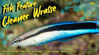 Fish Feature Bluestreak cleaner wrasse  Labroides dimidiatus [upl. by Trotta336]