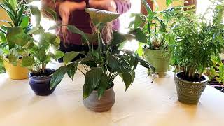 The Secret to Successful Houseplant Repotting2313 combo [upl. by Ayirp970]