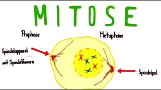 Mitose einfach erklärt  Biologie Klasse 10 [upl. by Eiaj]