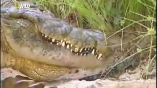 Ataque Animal  O grande Crocodilo do Nilo  Documentário  Dublado  National Geographic HD [upl. by Daisey674]