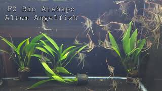 F2 Rio Atabapo Altum Angelfish born and raised in Las Vegas [upl. by Pru716]