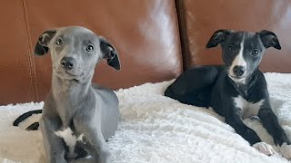 Our new Whippet Puppies [upl. by Sueddaht153]