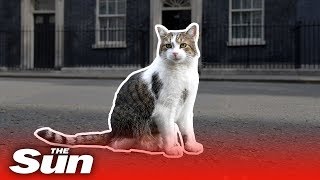 Larry the Downing Street cat’s best moments [upl. by Adnwahsal591]