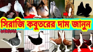 সিরাজি কবুতরের দাম জানুন ডিম বাচ্চা সহ লাহোরি কবুতরের দাম জানুন [upl. by Geno]