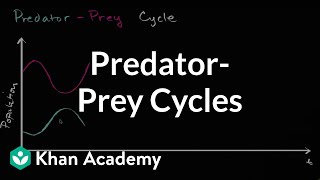 Predator prey cycle  Ecology  Khan Academy [upl. by Ycniuq]