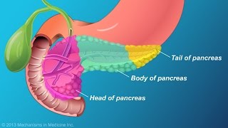 The Role and Anatomy of the Pancreas [upl. by Leba536]