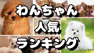 人気犬種ランキング 飼いやすいワンちゃんは？ [upl. by Ym]