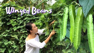 Province Life Philippines  Winged Beans or Sigarilyas with Coconut Milk [upl. by Merkley]