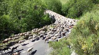 Transhumance cévenole Pont de Gaseiral [upl. by Krongold]