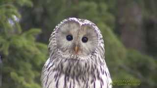 SLAGUGGLA Ural Owl Strix uralensis Klipp  1735 [upl. by Dann]