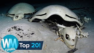 ¡Top 20 Cosas Más ESPELUZNANTES Encontradas en el Océano [upl. by Aneleairam997]