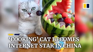 ‘Cooking’ cat becomes internet star in China [upl. by Airdnax]