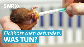 Alle 2 Stunden Fütterung Tierärztin Katrin aus Tübingen rettet EichhörnchenBabys nach Sturz [upl. by Atalanta]