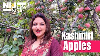 Visit to Kashmiri Apple Orchard [upl. by Corene354]