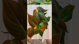 Philodendron Micans propagation ❤️ philodendron philodendronmicans dendron [upl. by Kacey]