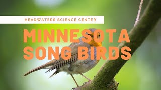 Minnesota Bird Calls [upl. by Nhtanhoj]