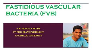 Fastidious Vascular Bacteria FVB  Plant Pathology  BSc Agriculture [upl. by Alister]