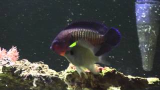 Nice Coral Beauty angelfish Centropyge bispinosus [upl. by Alyakem]