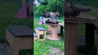 funny kittten catfunny youtubeshorts katten [upl. by Assedo]