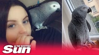 Cheeky Scots parrot calls neighbour ‘bd’ amp tells owner ‘get that tty out’ in hilarious clips [upl. by Messere977]