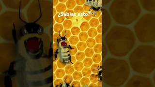 ¿Sabías esto de las Abejas [upl. by Aber697]