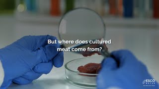 Where Does Cultured Meat Come From  Esco Aster [upl. by Ileak722]