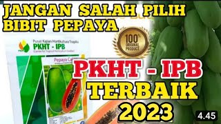 BIBIT PEPAYA CALIFORNIA TERBAIK 2022 [upl. by Edmee]