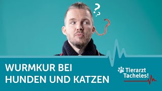 Wurmkur bei Hunden und Katzen  Tierarzt Tacheles mit Sebastian GoßmannJonigkeit  ZooRoyal [upl. by O'Kelly]