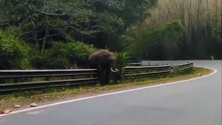 Elephant Encounter in Sathyamangalam Forest  Thimbam Ghat Road  Jolly Trip [upl. by Nivk567]