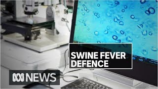 Scientists developing vaccine for deadly pig disease  ABC News [upl. by Einaoj]