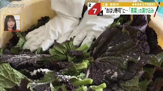 【名物・めはり寿司】「高菜」の漬け込み作業がピーク 冷たい水で洗って… 三重・熊野市 [upl. by Haret114]