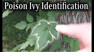 Poison Ivy Identification  How to Identify Poison Ivy Plants [upl. by Ahcila]